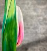 Tulpe